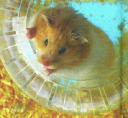 Hamster in a Ball